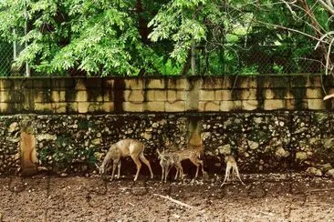 Animales de Yucatan jigsaw puzzle