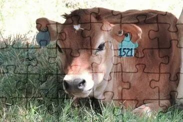 פאזל של Calf