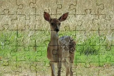 פאזל של Fawn