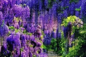 Garden Path Under Purple Wisteria