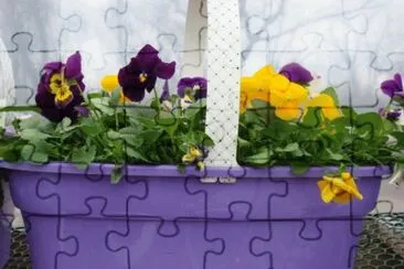 Pretty Purple Pansy Basket