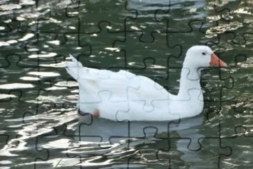 פאזל של Duck Quack!