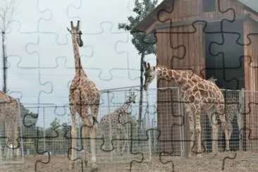 פאזל של Giraffe