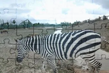 Zebra al pascolo