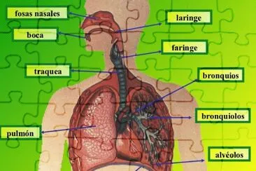 aparato respiratorio