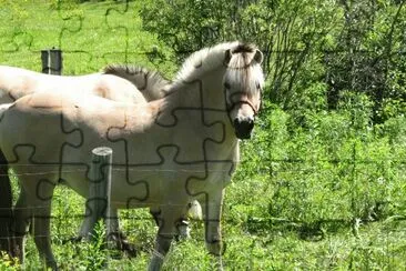 Horses near Moncton jigsaw puzzle