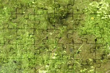 Tadpole pond jigsaw puzzle