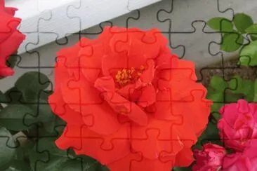 Rose jigsaw puzzle