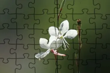 delicate white flower