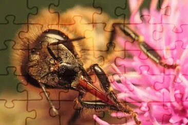 Abeja en Flor jigsaw puzzle