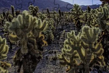 thumb-1392885170733-cholla_garden_02