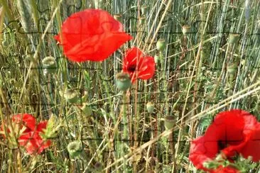 Coquelicots