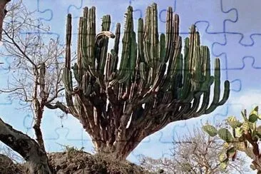 cactus tree jigsaw puzzle