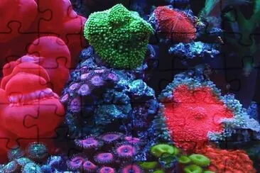 Awesome Colorful Coral