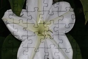 Flor jigsaw puzzle