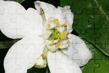 Flor jigsaw puzzle