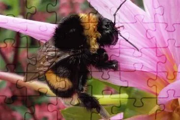 Abeja jigsaw puzzle