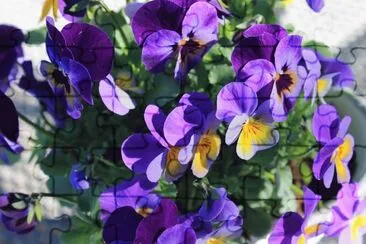 Purple and Yellow Dancing Pansies