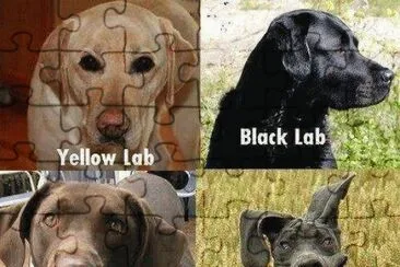 labs