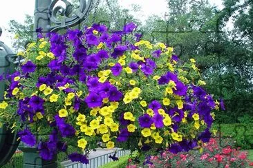 Huge Hanging Basket of Petunias