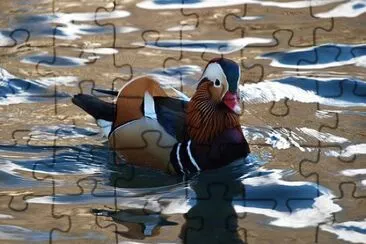 Bello Pato Mandarin