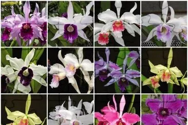 orquideas jigsaw puzzle