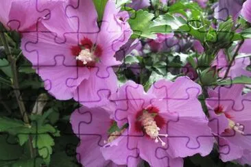 Hibiscus jigsaw puzzle