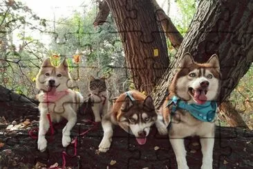 Perros y gato de paseo en el campo