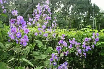 פאזל של Saquarema Flowers