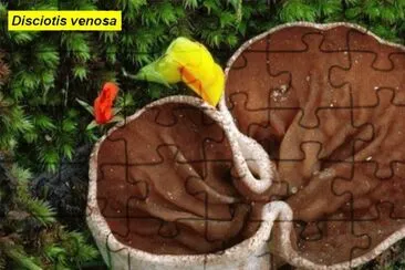 Disciotis venosa jigsaw puzzle