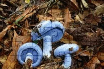 Lactarius indigo jigsaw puzzle