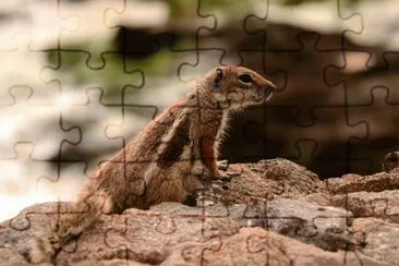 erdhÃ¶rnchen fuerteventura jigsaw puzzle