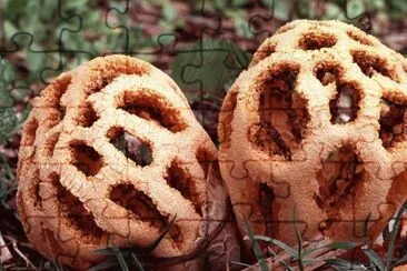 Latticework Fungus jigsaw puzzle