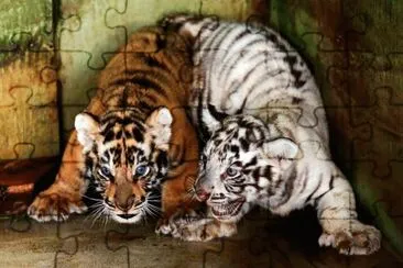 Dos pequeÃ±as crÃ­as de tigre de Bengala jigsaw puzzle