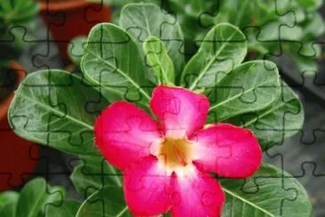 adenium obesum