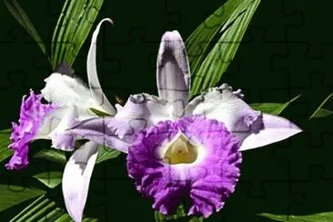 orquidea jigsaw puzzle