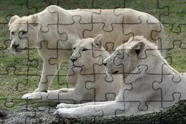 ×©×œ×™ jigsaw puzzle