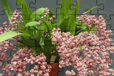 orquidea jigsaw puzzle