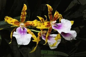 orquidea jigsaw puzzle