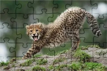 ××•×¡×£ jigsaw puzzle