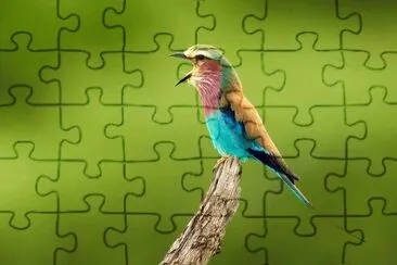 ××•×¡×£ jigsaw puzzle