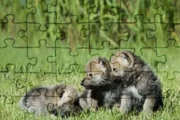 ××•×¡×£ jigsaw puzzle