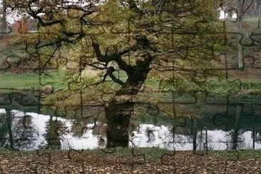 tree by the river jigsaw puzzle