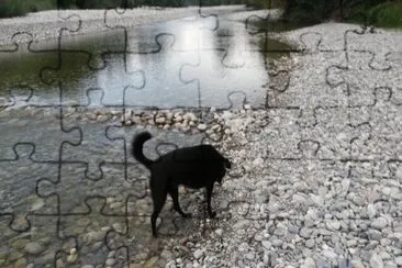 Noki im Wasser jigsaw puzzle