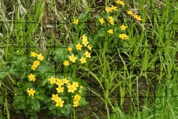 Blumenwiese im SÃ¼dtirol