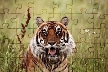 ××•×¡×£ jigsaw puzzle