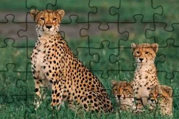 ××•×¡×£ jigsaw puzzle