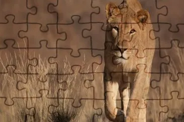 ××•×¡×£ jigsaw puzzle