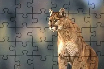 ××•×¡×£ jigsaw puzzle