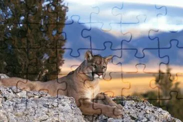 ××•×¡×£ jigsaw puzzle